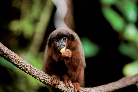 A titi monkey has a late morning snack in the National Zoo's Amazonia rainforest exhibit (see B on the map). Taken at ISO 2000, f/2.8, 1/320 second with a 215mm lens.