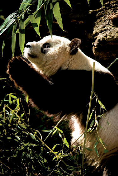 Mei Xiang finds some bamboo to her liking at the National Zoo (see C on the map). Taken at ISO 400, f/4, 1/320 second with a 265mm lens.