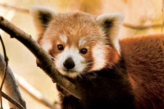 A red panda takes a midmorning break in a tree (see C on the map). Taken at ISO 800, f/4, 1/320 second with a 320mm lens.