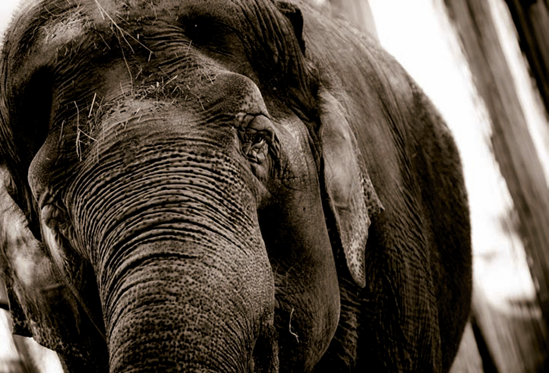 Ambika, photographed at the National Zoo during the late afternoon (see D on the map). Taken at ISO 800, f/4, 1/320 second with a 360mm lens.