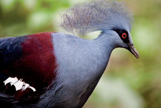 A Western Crowned Pigeon, a native of New Guinea, in the National Zoo's Indoor Flight Room (see E on the map). Taken at ISO 1600, f/2.8, 1/200 second with a 260mm lens.