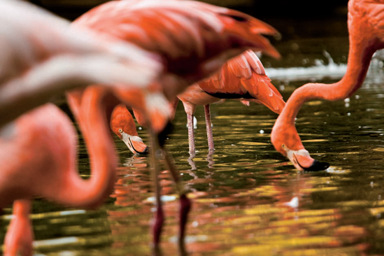 The Flamingos exhibit is always incredibly colorful (see E on the map). Taken at ISO 1250, f/4, 1/400 second with a 360mm lens.