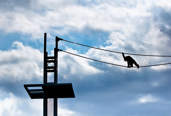 Kiko some 50 feet in the air on the O Line at the National Zoo (see F on the map). Taken at ISO 100, f/8, 1/1000 second with a 90mm lens.