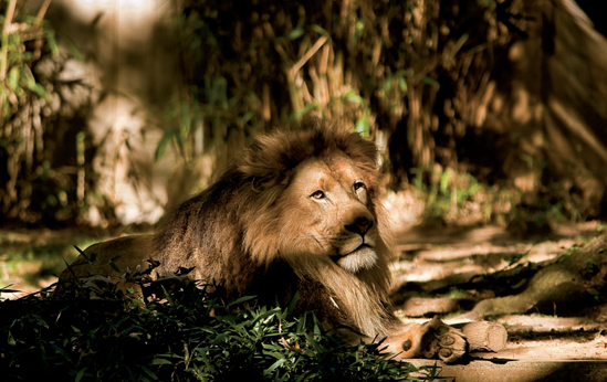 An African lion at the National Zoo's Great Cats exhibit (see G on the map). Taken at ISO 800, f/4, 1/640 second with a 360mm lens.