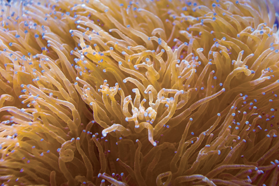 Elegance coral in the Invertebrate exhibit at the National Zoo (see H on the map). Taken at ISO 500, f/4.5, 1/60 second with a 50mm lens.