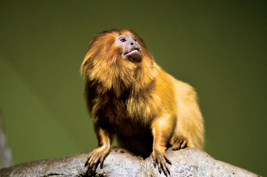 A golden lion tamarin photographed inside the Small Mammal House at the National Zoo (see I on the map). Taken at ISO 1600, f/2.8, 1/200 second with a 260mm lens.