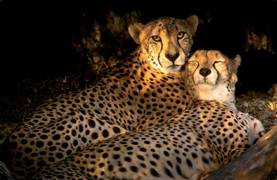 Two of the National Zoo's cheetahs in the late afternoon (see A on the map). Taken at ISO 1600, f/4, 1/160 second with a 360mm lens.