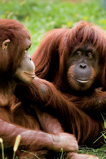 Orangutans at the Great Ape House of the National Zoo (see F on the map). Taken at ISO 640, f/5, 1/250 with a 150mm lens.