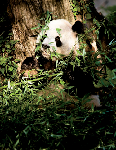 Tian Tian devours some bamboo in the morning at the National Zoo's Fuji Film Giant Panda Habitat (see C on the map). Taken at ISO 800, f/4, 1/250 second with a 360mm lens.