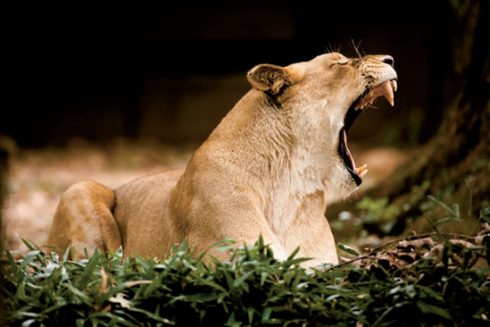 A lioness has a late morning yawn (see G on the map). Taken at ISO 800, f/4, 1/400 second with a 600mm lens.