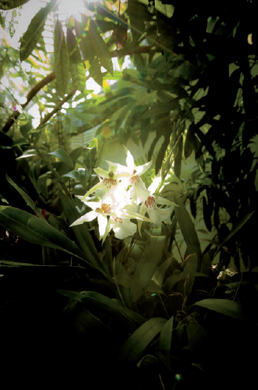 A miltassia orchid in the Orchid Room of the Conservatory (see A on the map). Taken at ISO 500, f/5, 1/60 second with a 24mm lens.