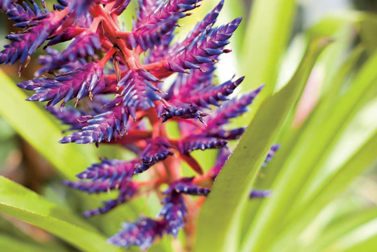 A blue tango, part of the bromeliad family, taken in a temporary exhibit of bromeliads in the Conservatory's south lobby (see A on the map). Taken at ISO 200, f/2, 1/500 second with a 50mm lens.