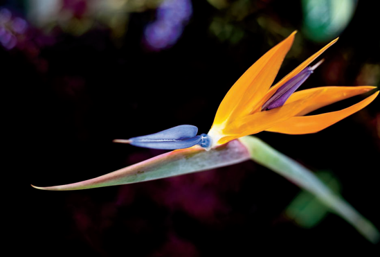 Bird of Paradise, from the Plant Exploration Room of the Conservatory (see A on the map). Taken at ISO 100, f/2, 1/125 second with a 65mm lens.