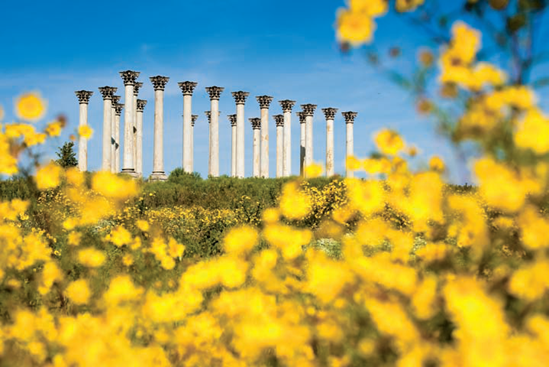 The National Capitol Columns framed by wildflowers at the U.S. National Arboretum (see A on the map). Taken at ISO 100, f/2.8, 1/2000 second with a 65mm lens.