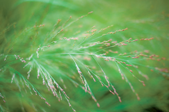 Panicum virgatum (switchgrass) photographed next to the National Arboretum's Aquatic Garden, on the grounds of the Administration Building (see C on the map). Taken at ISO 100, f/2, 1/250 second with a 50mm lens.