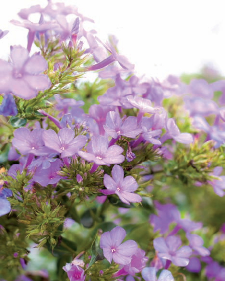 Shortwood Phlox photographed on an overcast day. Taken at ISO 100, f/4, 1/100 second with a 50mm lens.