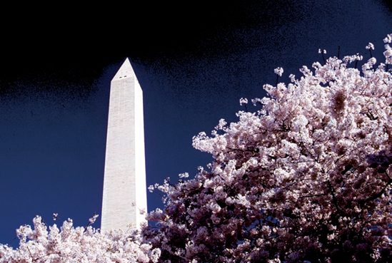 The area around the Washington Monument is vibrant during the cherry blossom season (see C on the map). Taken at ISO 100, f/8, 1/500 second with a 70mm lens.