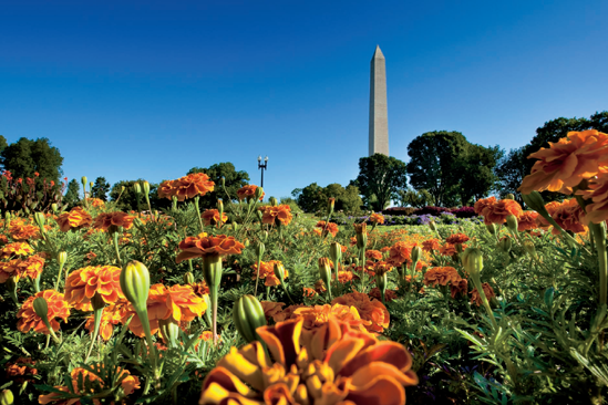 The Washington Monument