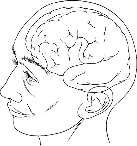 The Brain: Patrick J. Lynch, medical illustrator; C. Carl Jaffe, MD, cardiologist. Used with permission.
