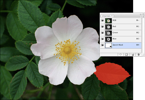 Use Quick Mask Mode to “paint” your selection, such as the leaf in this flower photograph.