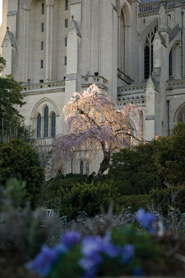 Washington National Cathedral