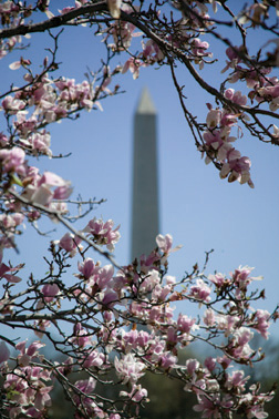 The Washington Monument