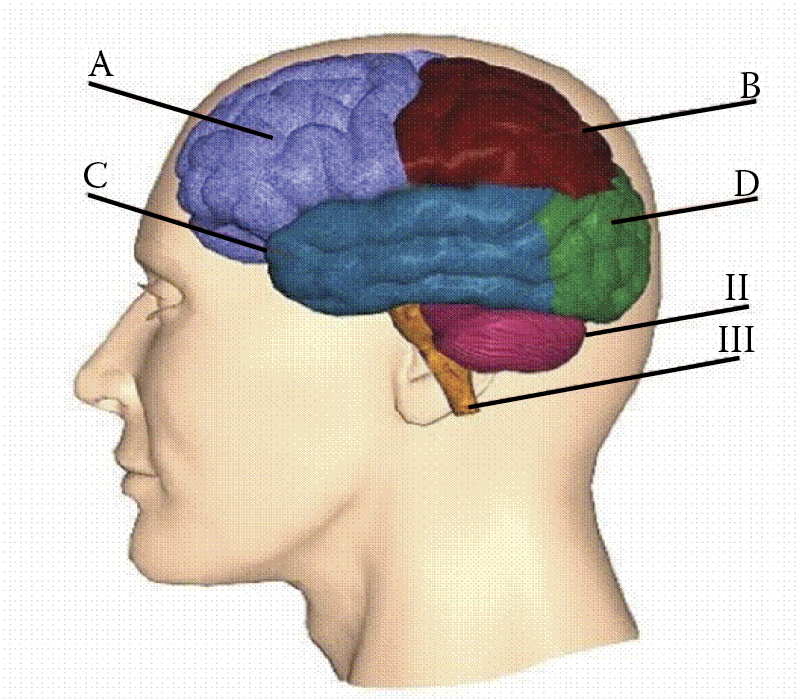 Image of Neural networks are computer imitations of some properties discovered through studies of the brains of humans and animals. A) Frontal lobe, B) Parietal lobe, C) Temporal lobe, D) Occipital lobe, II) Cerebellum, III) Brain stem.