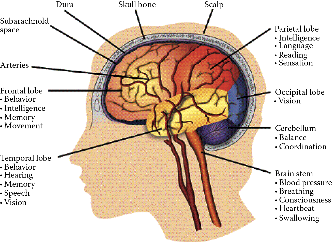 Image of Localization of various functions within a brain