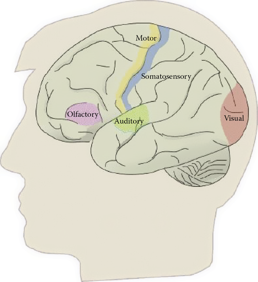 Image of Main localizations of brain functions