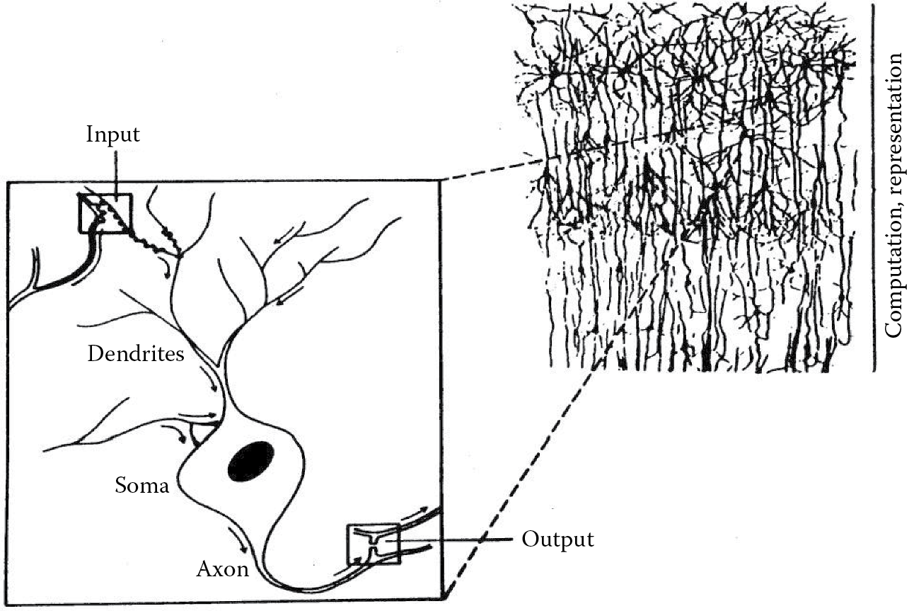 Image of Part of the brain cortex treated as a neural network with selected neuron presentation