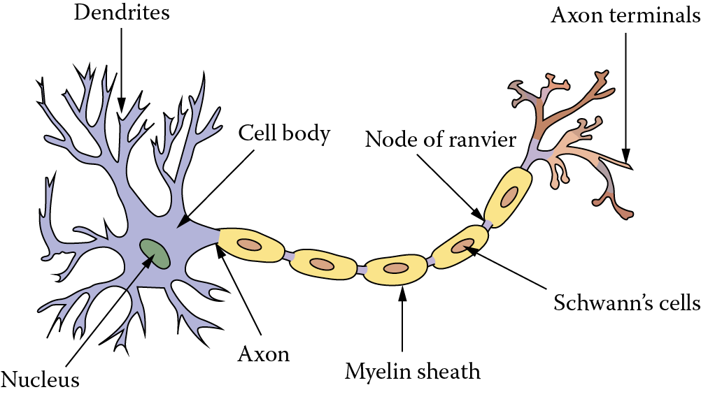 Image of View of a biological neural cell