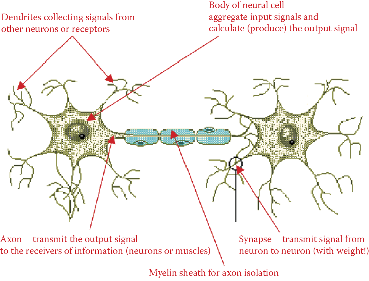 Image of Smallest functional part of a neural system: two connected and cooperating neurons