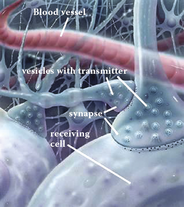 Image of iew of synapse reconstructed on the basis of hundreds of electron microscope observations