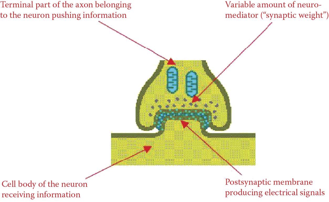 Image of Simplified scheme of a synapse structure and its main elements