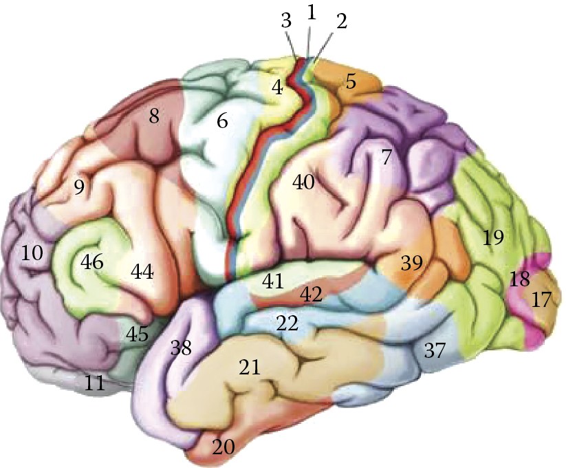 Image of Brodmann’s map of brain regions with different cell connections