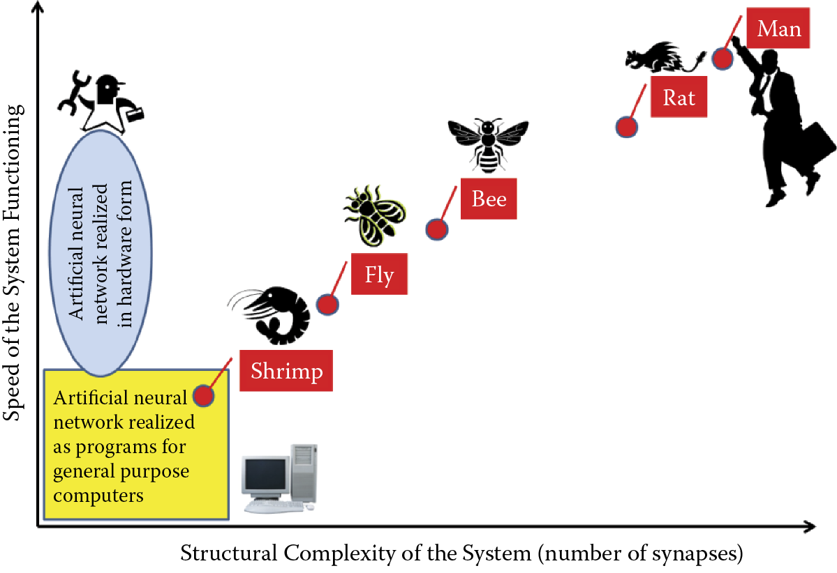 Image of Localization of artificial neural networks and selected real neural systems showing relation between structural complexity of a system and speed of functioning