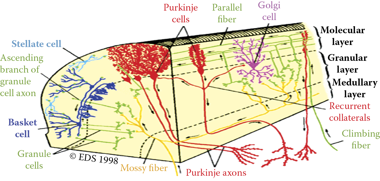 Image of Cerebellar cortex showing that an organism’s nervous system is built of many connected neurons