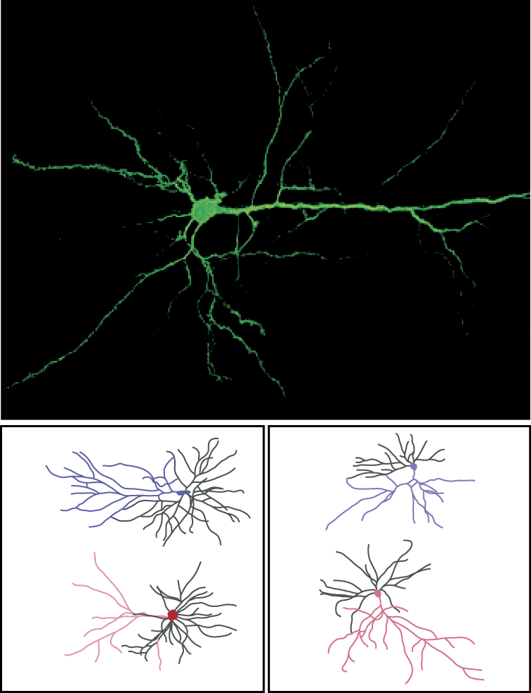 Image of Microscopic views of real neurons