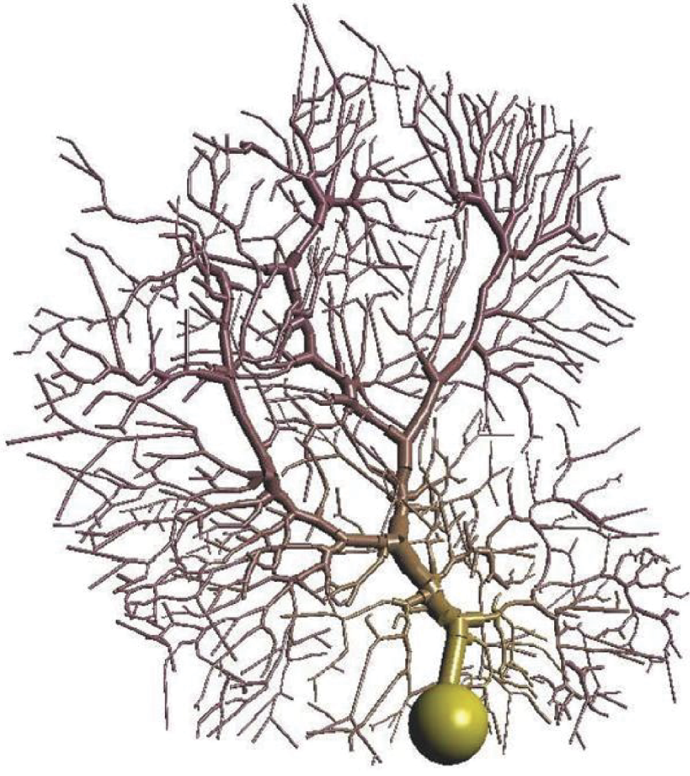 Image of de Schutter’s model of Purkinje cell neuron that clearly resembles biological original