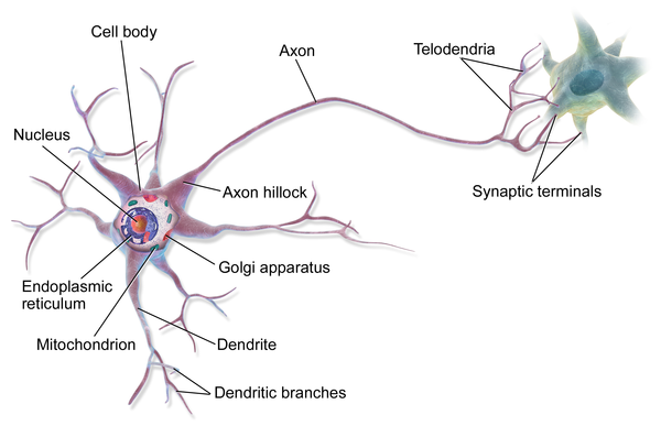 neuron.png