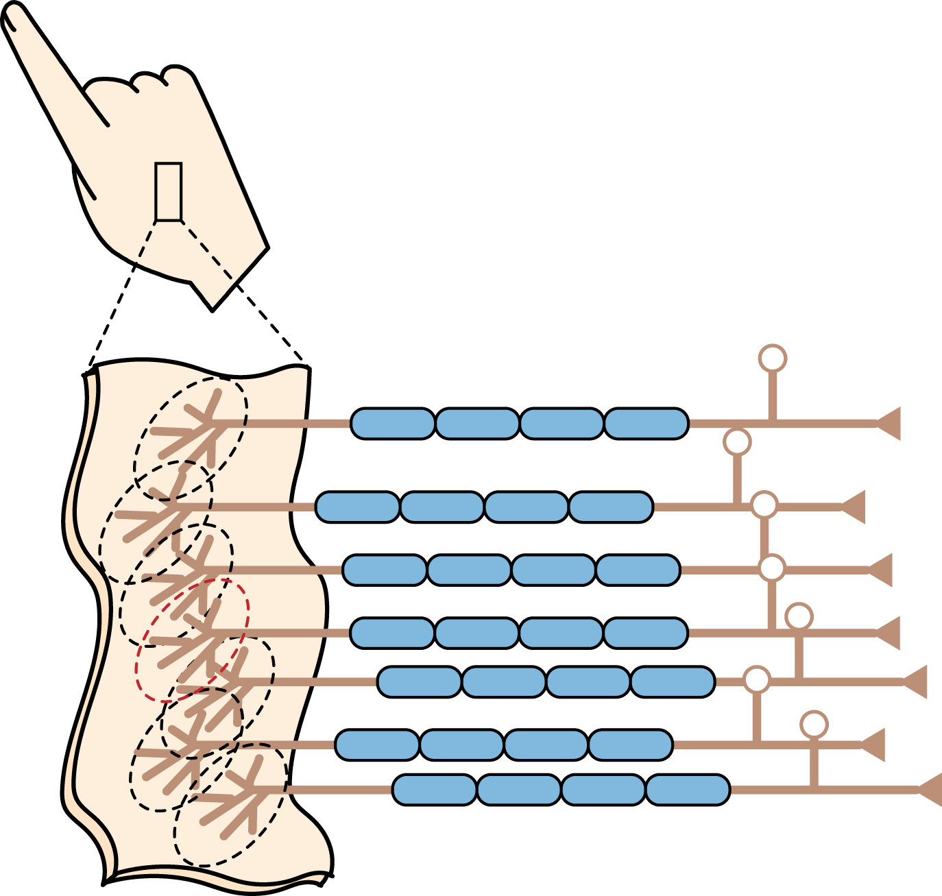 neuron_receptive_field.png