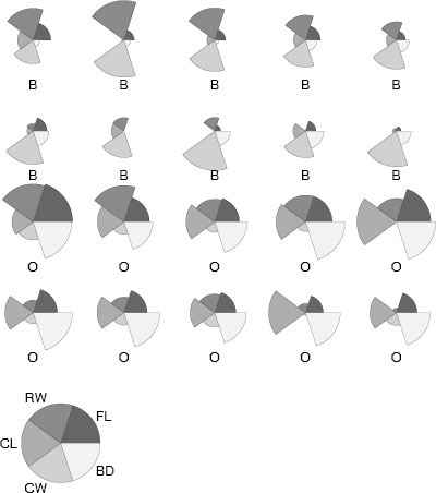 Figure showing segment plot of a subset of the males in the crabs (MASS) data set in Example 4.11. The measurements have been adjusted by overall size of the individual crab. The two species are blue (B) and orange (O).