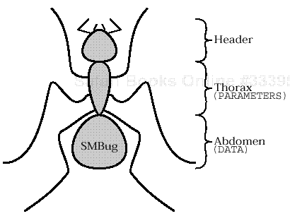 SMB gross anatomy