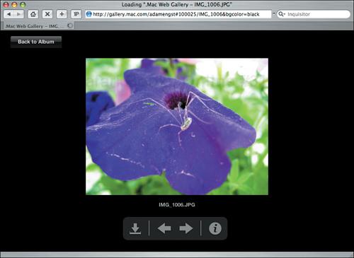 When viewing a photo, you can navigate to the next or previous photo, download it, and get more information about it.