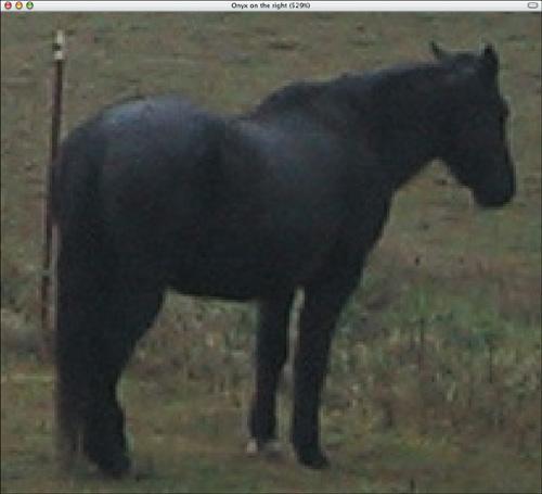 Crop the image to 206 × 183 pixels and you can see how the horse looks much fuzzier due to all the interpolation necessary to expand it to the desired size.