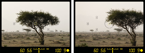 Using the center single focus point in One Shot mode allows you to focus on your subject in the center, then recompose your photograph for a better composition.