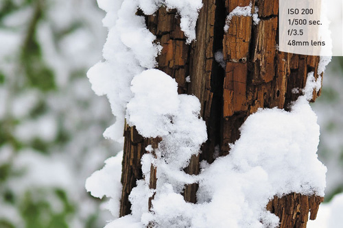 A snowy scene can throw off your exposure by one to two stops. Using the Spot meter can help you zero in on great exposures.