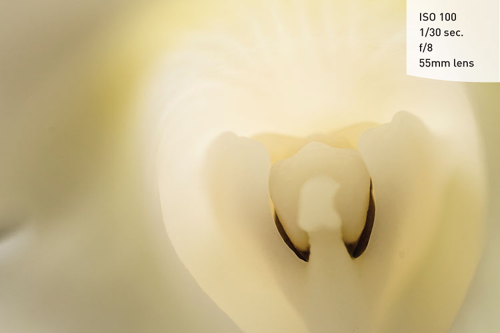 Many times you can get some great abstract images by moving in close, such as with this orchid.