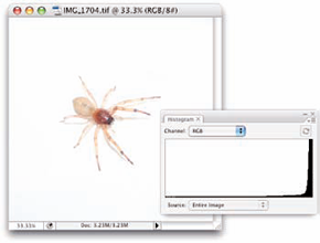 The histogram is skewed to the right because of the many white pixels. Or maybe it's trying to escape the spider.
