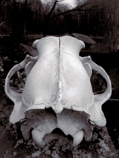 ABOUT THIS PHOTO In color, this image might be just a snapshot, but by shooting in black and white, you can create an interesting image. The shape of the bone is interesting with great texture. 1/200 sec., f/5.6 at ISO 400.